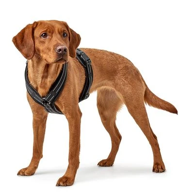 Arnés HUNTER Maldon Negro Para Perros - Imagen 2