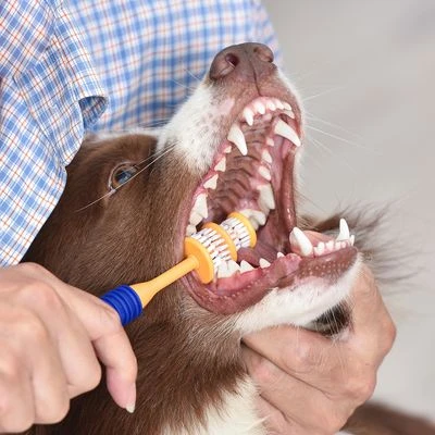 Arm & Hammer Set Higiene Dental Con Cepillo Y Pasta De Dientes Para Perros - Imagen 8