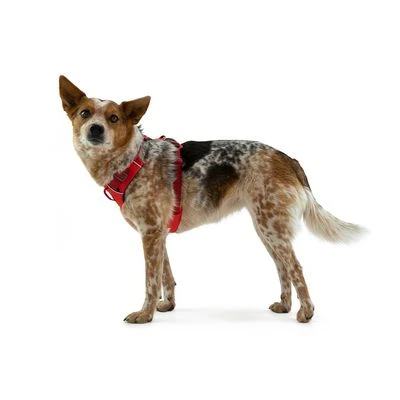 Arnés Ruffwear New Front Range Rojo Para Perros - Imagen 10