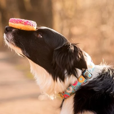 Collar Max & Molly Donuts Con Smart ID Para Perros - Imagen 2