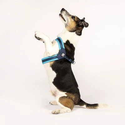 Arnés Max & Molly Matrix Q-Fit Azul Cielo Para Perros - Imagen 6