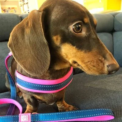 Arnés Max & Molly Matrix Q-Fit Rosa Para Perros - Imagen 5