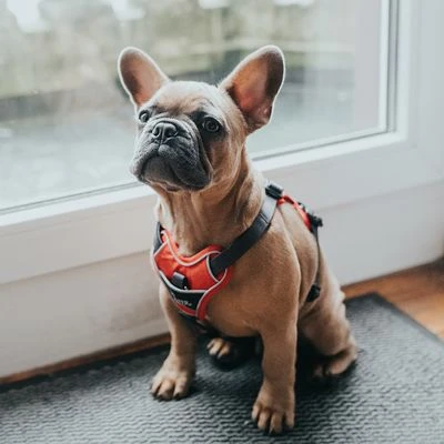 Arnés HUNTER Divo Rojo Y Gris Para Perros - Imagen 11