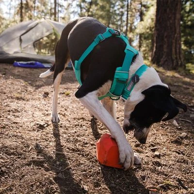 Arnés Para Perros Ruffwear Front Range, Aurora Teal - Imagen 17