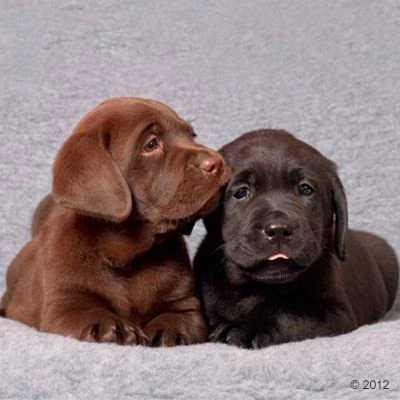 Manta Vetbed® Original Gris Para Perros Y Gatos - Imagen 12