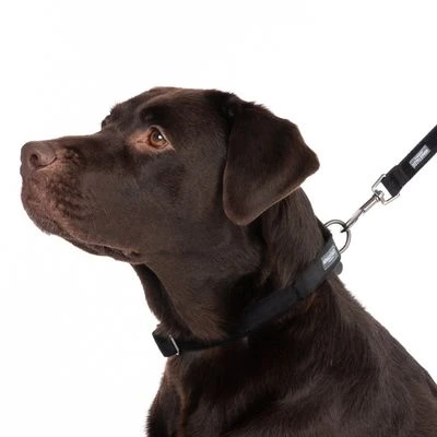 Collar Nomad Tales Blush ébano Para Perros - Imagen 16