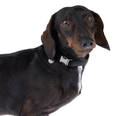 Collar Nomad Tales Blush ébano Para Perros - Imagen 10