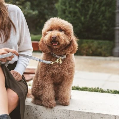 Collar Nomad Tales Calma Piedra Para Perros - Imagen 13