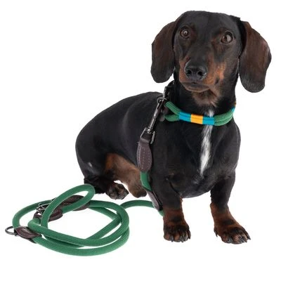 Collar Nomad Tales Spirit Pino Para Perros - Imagen 16