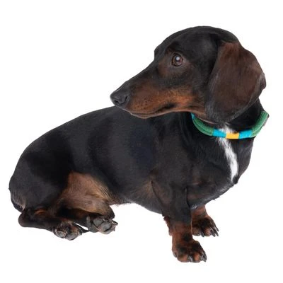 Collar Nomad Tales Spirit Pino Para Perros - Imagen 4