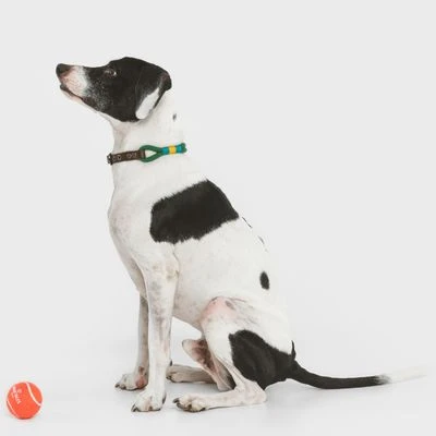 Collar Nomad Tales Spirit Pino Para Perros - Imagen 5