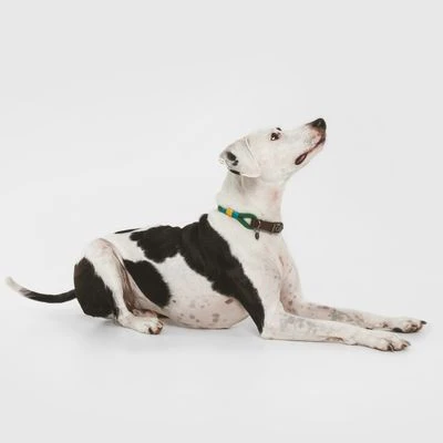 Collar Nomad Tales Spirit Pino Para Perros - Imagen 2