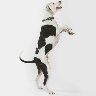 Collar Nomad Tales Spirit Pino Para Perros - Imagen 13