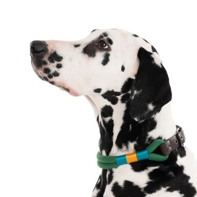 Collar Nomad Tales Spirit Pino Para Perros - Imagen 12