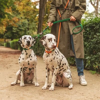 Collar Nomad Tales Spirit Mandarina Para Perros - Imagen 15