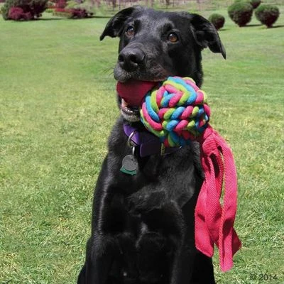 KONG Wubba Weaves Juguete Con Sonido Para Perros - Imagen 5
