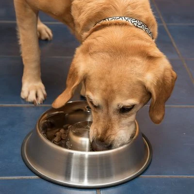 Comedero Antivoracidad De Acero Para Perros - Imagen 8