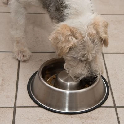 Comedero Antivoracidad De Acero Para Perros - Imagen 10