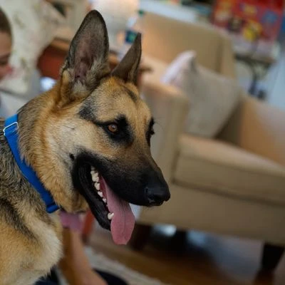 Puerta Extreme Weather Para Mascotas De Petsafe - Imagen 6