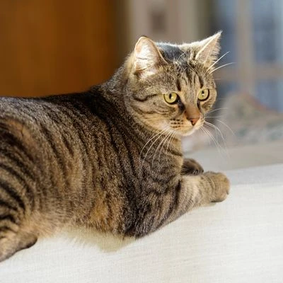 Puerta Extreme Weather Para Mascotas De Petsafe - Imagen 8