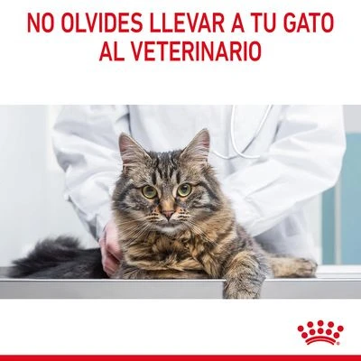 Royal Canin Digest Care En Salsa - Imagen 10