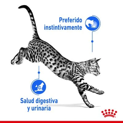 Royal Canin Indoor Sterilised En Gelatina - Imagen 4
