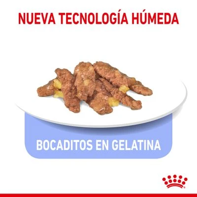 Royal Canin Indoor Sterilised En Gelatina - Imagen 3