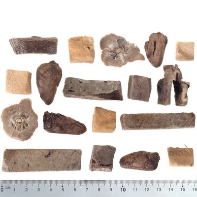 Calendario De Adviento 2023 Para Perros De Wolf Of Wilderness Sin Cereales - Imagen 5